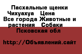 Пасхальные щенки Чихуахуа › Цена ­ 400 - Все города Животные и растения » Собаки   . Псковская обл.
